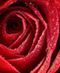 Valentine Flowers