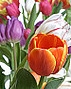 Fresh Tulips