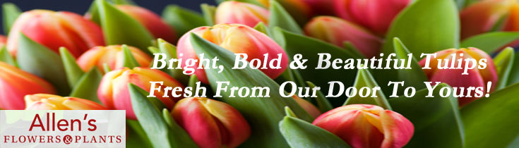 Fresh Tulips