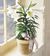 San Diego Florist Allen’s Flowers and Plants Reminds Customers that Passover Begins at Sundown on Ma