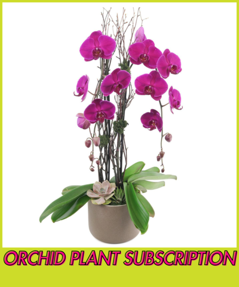 BloomClub Orchid Subscription