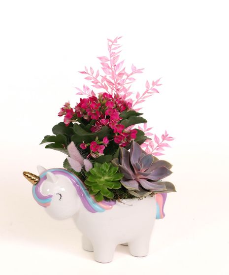 Unicorn Kalanchoe Garden