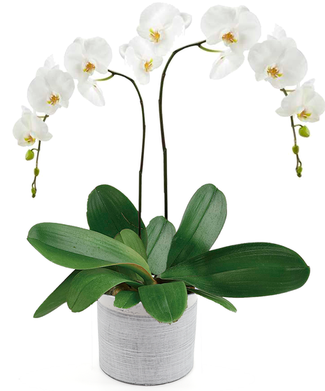 White Phalaenopsis Orchid