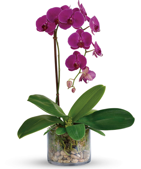 Purple Phalaenopsis Orchid