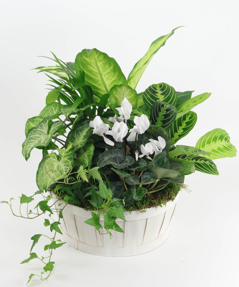 Garden Basket in White