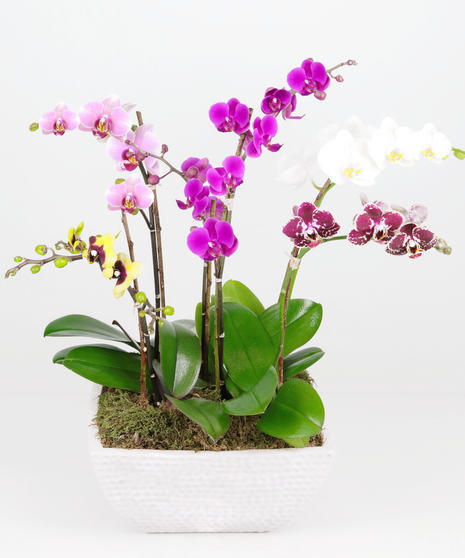 Snazzy Orchids