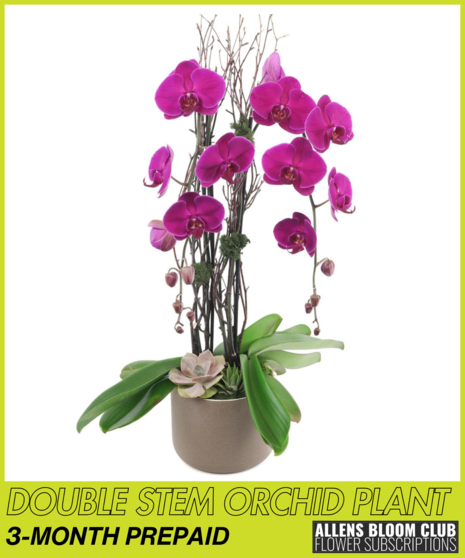 BloomClub Orchid Subscription: 3-MONTH PREPAID GIFT