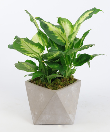 Dieffenbachia Plant