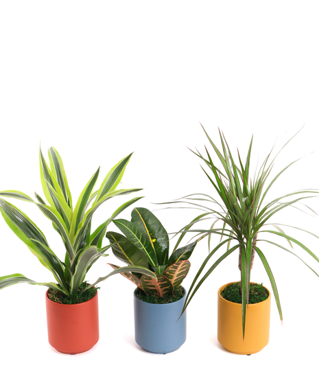 Bright Plant Trio