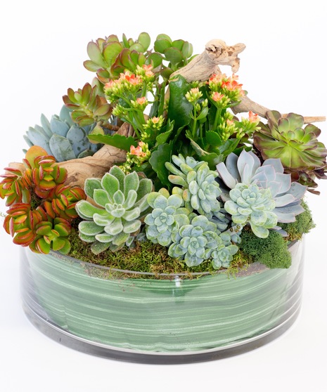 Succulents and Driftwood