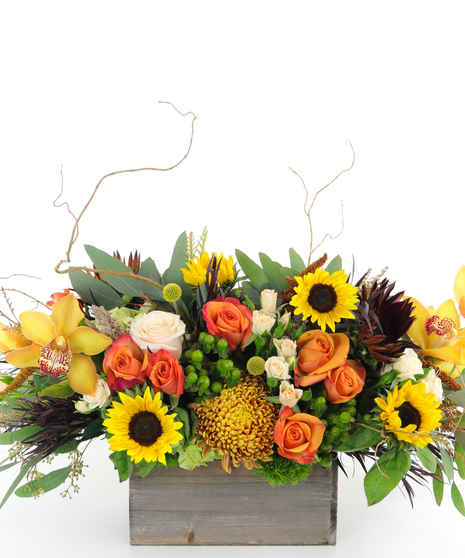 Harvest Abundance