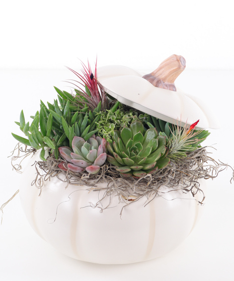 Ceramic Pumpkin Succulent Garden