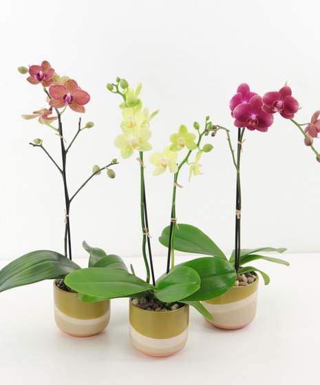 Canyon Orchid Trio