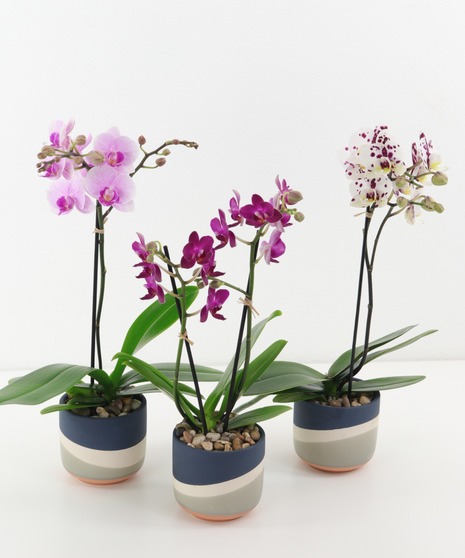 Cardiff Orchid Trio