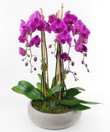 White Phaleonopsis Orchids, San Diego Florist