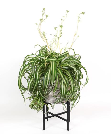 Spider Plant in Plant Stand