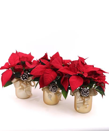 Mini Poinsettia Trio