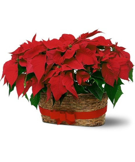 Christmas Poinsettia (Double)