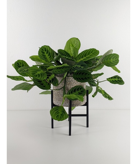 Green Plants