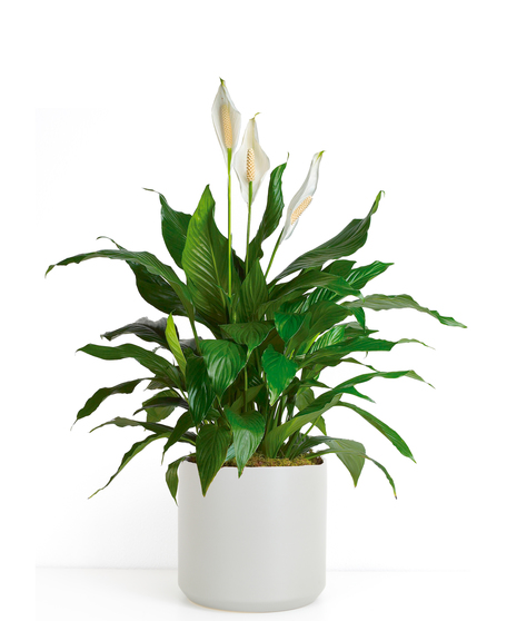 Green Plants