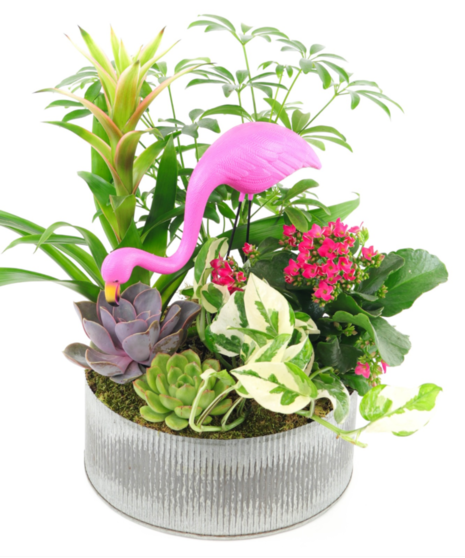 Sunny Flamingo Garden