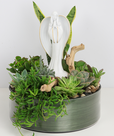 Angel of Grace Succulent Garden
