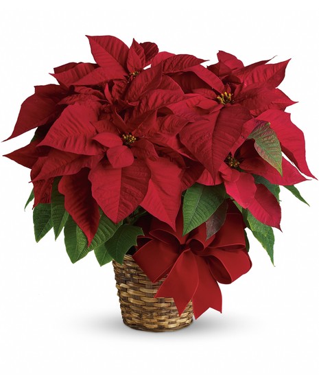 Christmas Poinsettia (Medium)