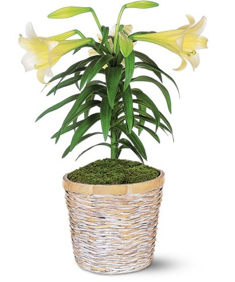 Easter Lily Plant
