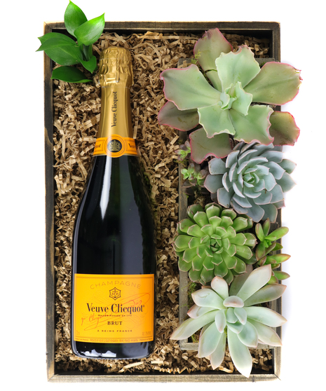 Champagne & Succulents