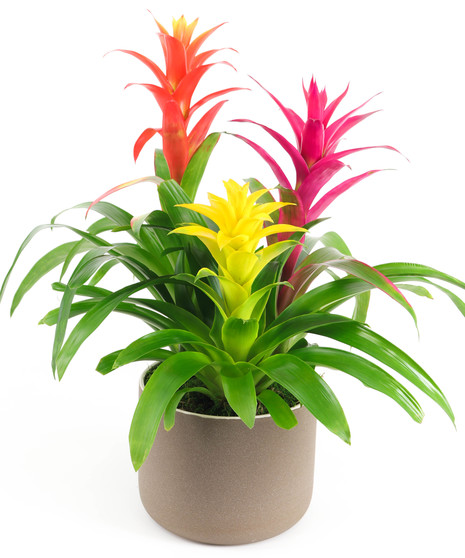 Flowering Plants