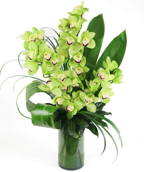 Cymbidium Sophistication