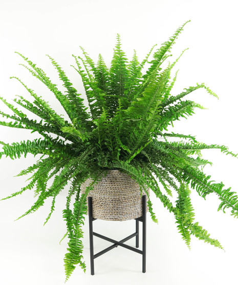 Large Plants and Trees