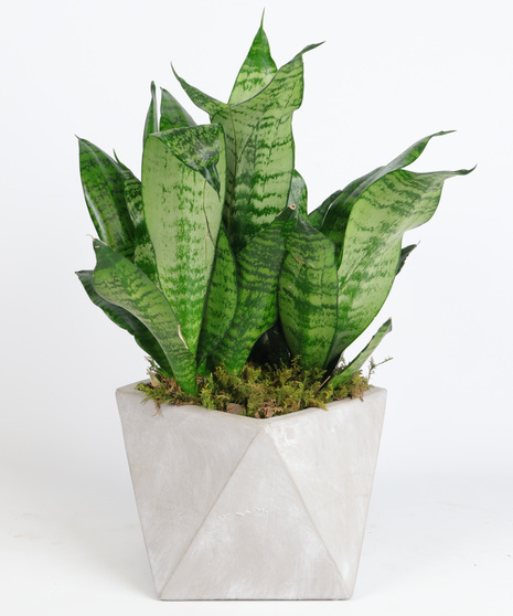 Sansevieria Geometricus