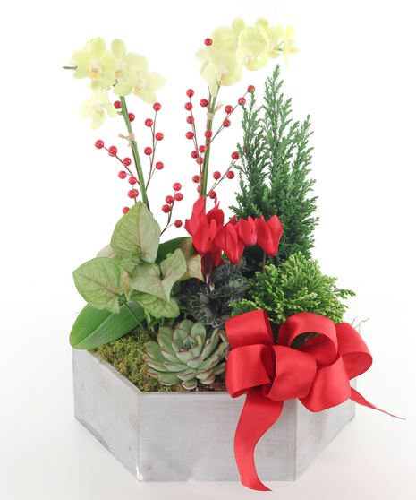 Holiday Hexagon Planter