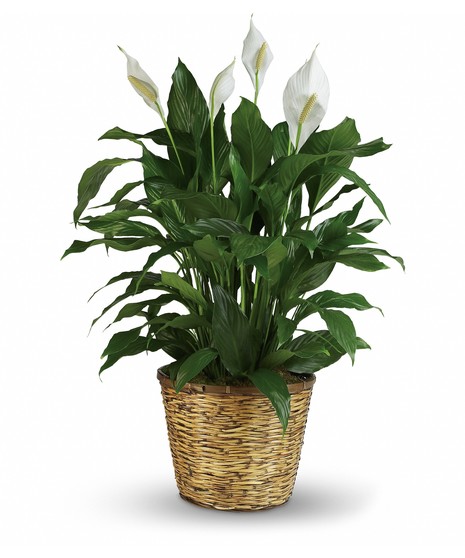 Green Plants