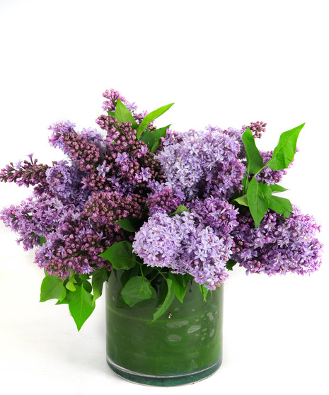 Lovely Lilac