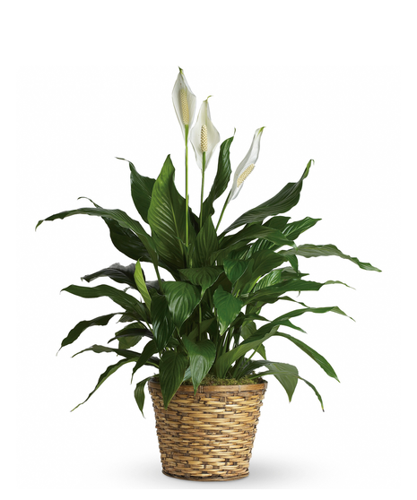 Green Plants