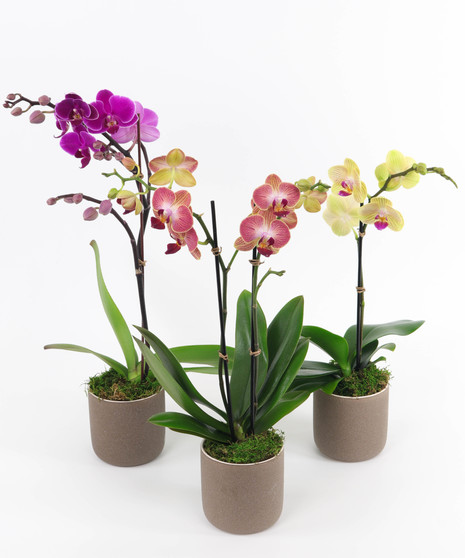 Mini Orchid Grouping