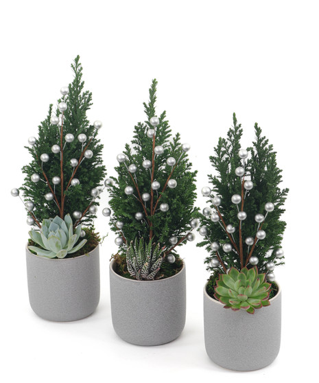 Mini Cyprus Trio - Silver Berries/Grey Pots