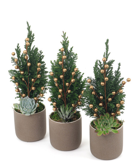 Mini Cyprus Trio - Gold Berries/Brown Pots