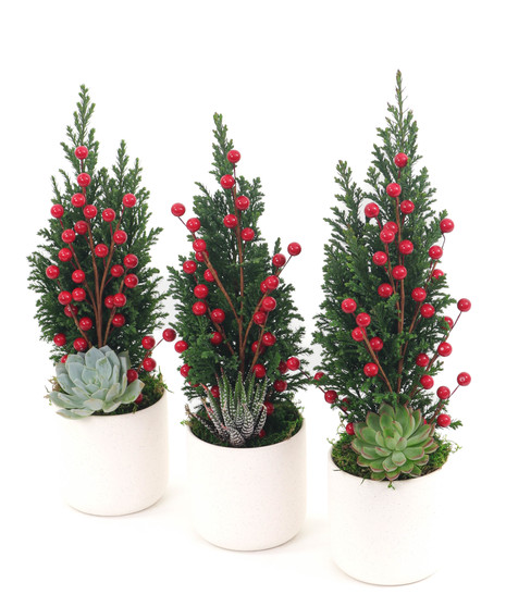 Mini Cyprus Trio - Red Berries/White Pots