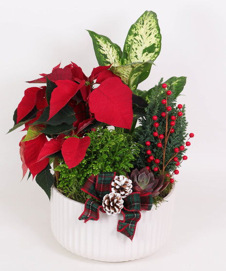 Poinsettia Planter
