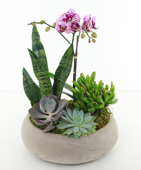 Orchid Plants