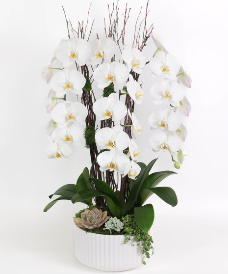 All Plants