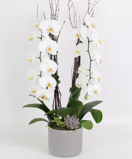All Plants