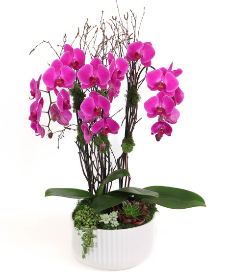 Orchid Plants