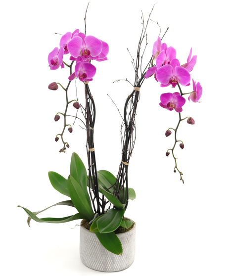 Flowering Plants
