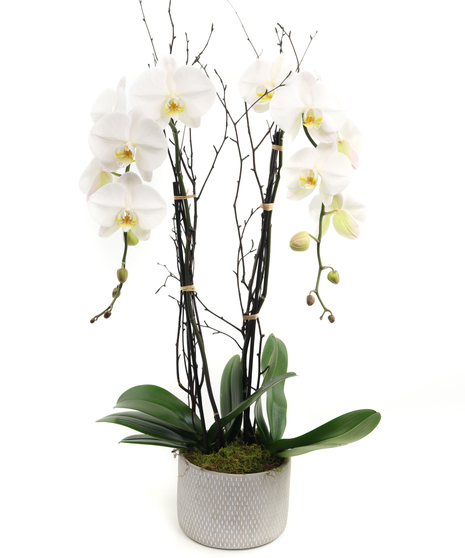 White Phalaenopsis Orchid