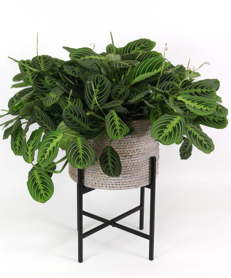 Prayer Plant in Stand
