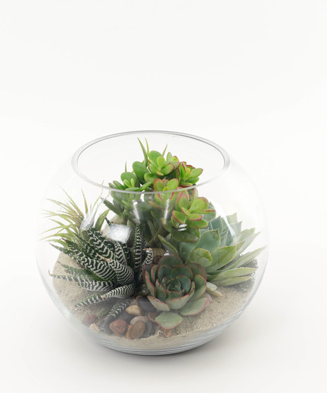 Succulents